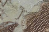 Ordovician, Fossil Graptolite (Araneograptus) Plate - Morocco #116748-3